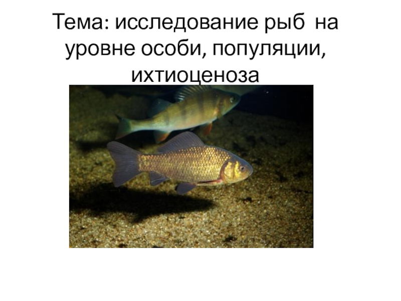 исследование рыб на уровне особи, популяции, ихтиоценоза