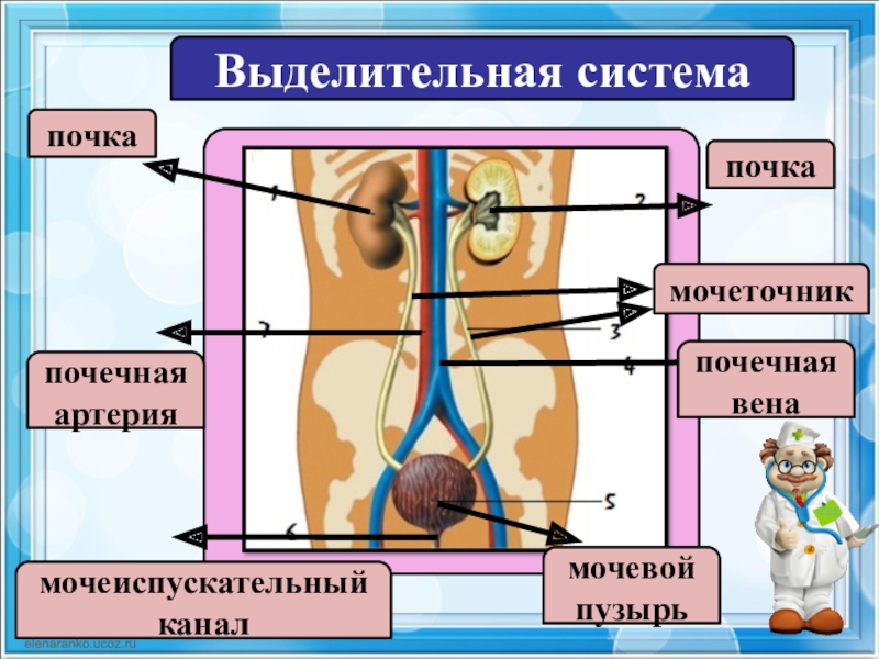 Схема выделительной системы