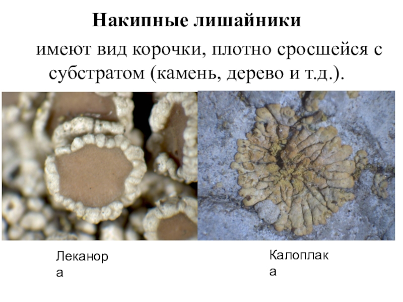 Лишайники 5 класс биология проект