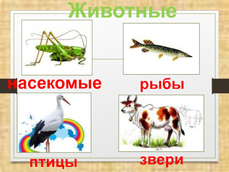 Мир животных птицы 1 класс. Строение тела животных для дошкольников. Плакат строение животных. Части тела животных 1 класс. Строение тела животного 1 класс.