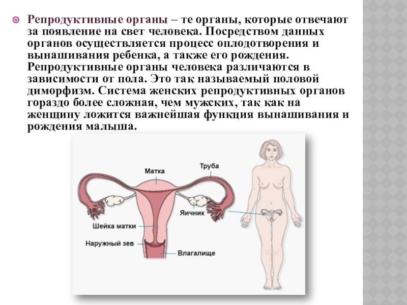 Доклад: Женские половые органы