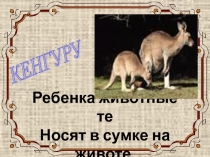 Презентация по изобразительному искусству На тему: Рисуем кенгуру