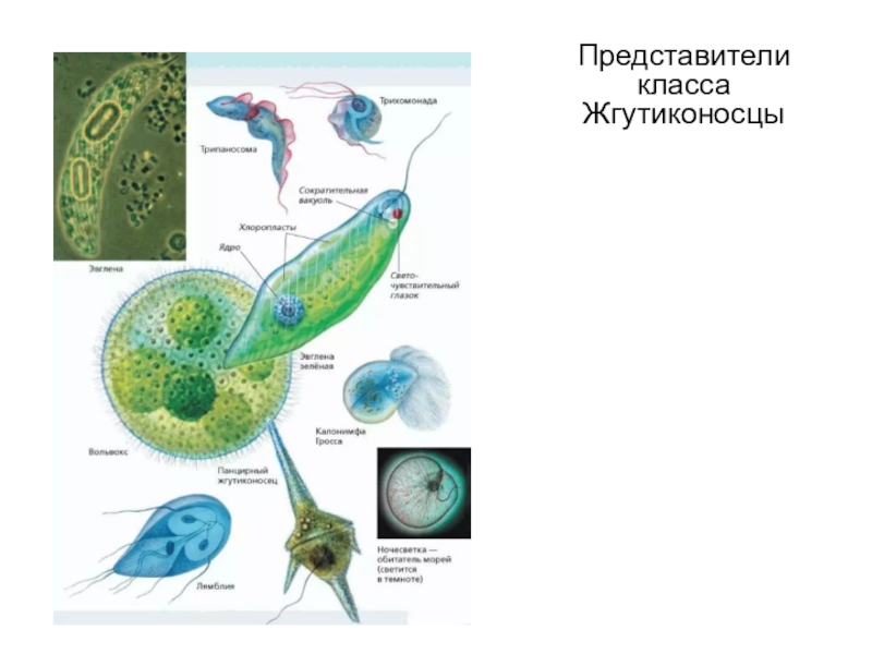 Представители класса Жгутиконосцы