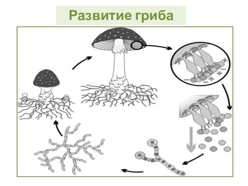 Спора гриба рисунок. Жизненный цикл шляпочного гриба схема. Цикл развития шляпочного гриба. Цикл размножения шляпочных грибов. Схема развития шляпочного гриба.