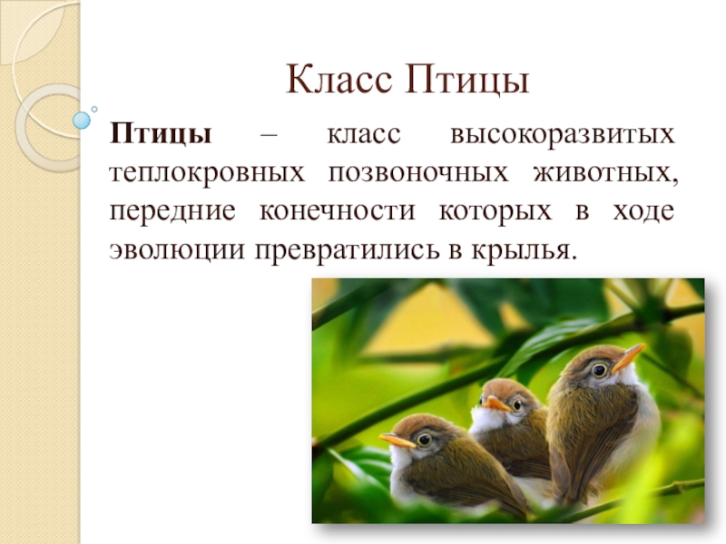 Класс птицы