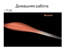 Презентация по биологии на тему: Работа мышц и её регуляция