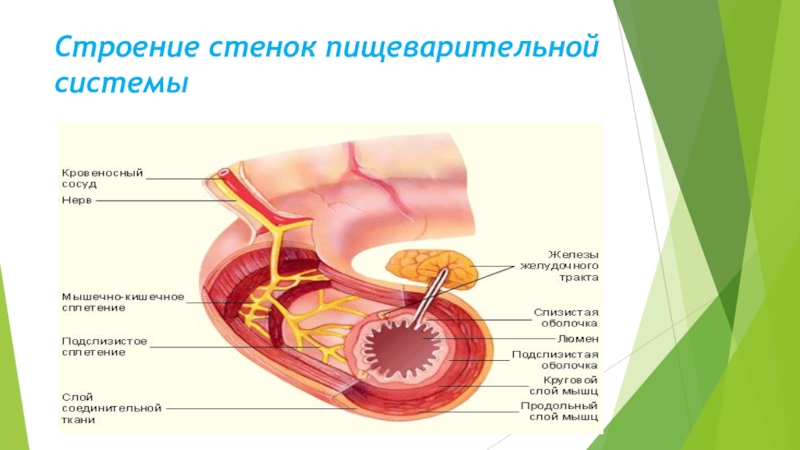 Обеспечивает поступление в. Строение полых органов пищеварительной системы. Строение стенки пищеварительного канала анатомия. Строение стенки полых органов пищеварительного тракта. Стенки полых органов пищеварительного тракта состоят из.