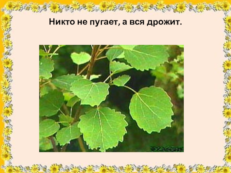 Никем не пуганный. Никто не пугает а вся. Никто не ругает а вся дрожит. Никто ее не пугает а вся дрожит. Отгадка на загадку никто не пугает а вся дрожит.