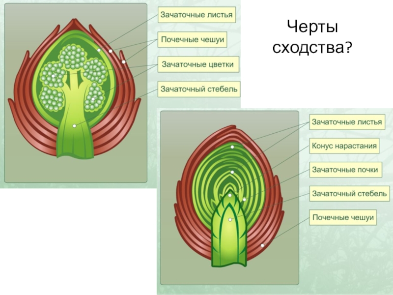 Изображение генеративной почки