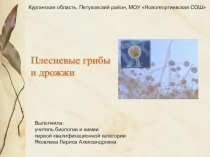 Плесневые грибы и дрожжи