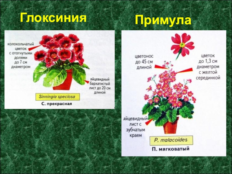 Цветок 4 класс. Глоксиния примула. Паспорт комнатных растений глоксиния. Глоксиния паспорт растения. Глоксиния и примула различия.