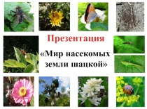 Презентация Мир насекомых земли шацкой