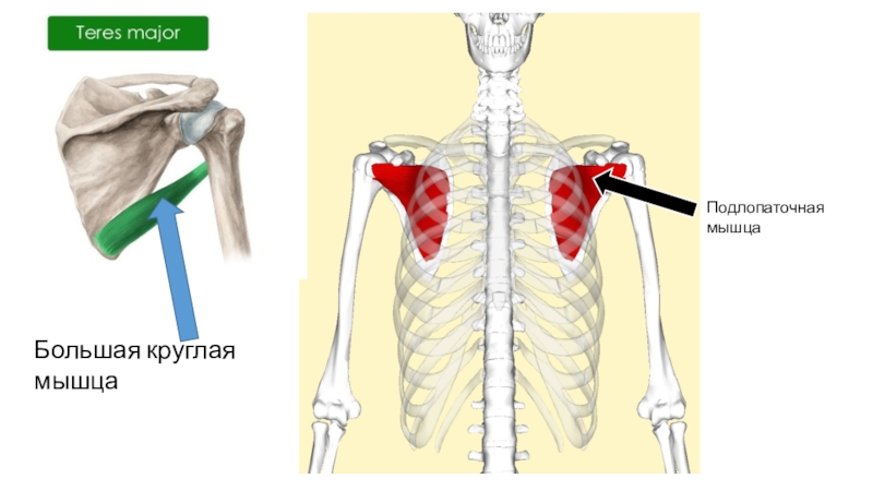 Большая круглая. Подлопаточная круглая мышца. Место прикрепления подлопаточной мышцы. Большая круглая и подлопаточная мышца анатомия. Подлопаточная мышца начало и прикрепление.