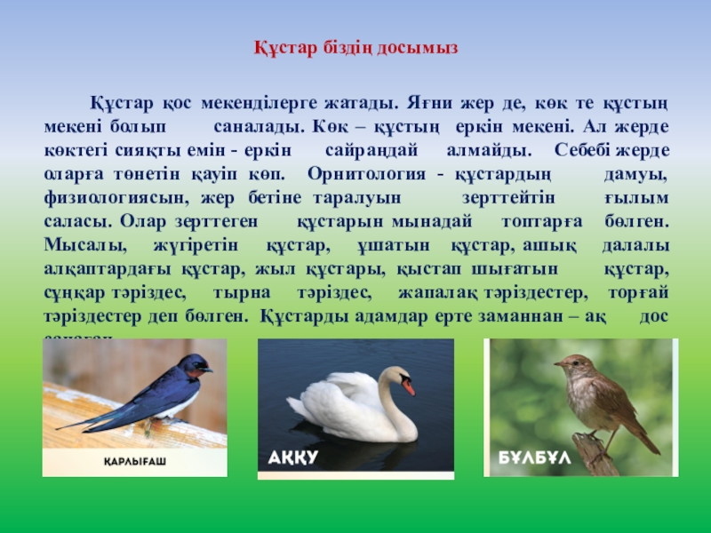 Құстар біздің досымыз суреттер. Өлексе жегіштер қүстар. Құстар біздің досымыз суреттер. Құстар біздің досымыз суреттер. Кустар png.