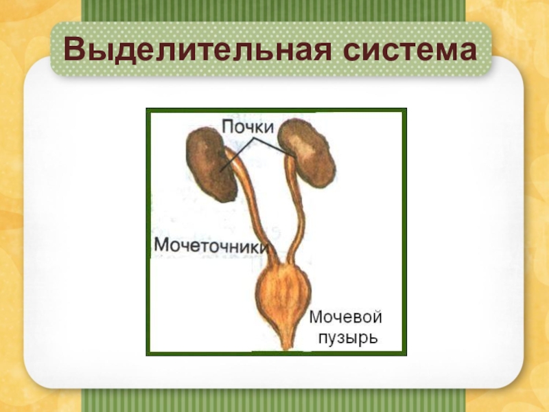 Строение выделительной системы человека презентация