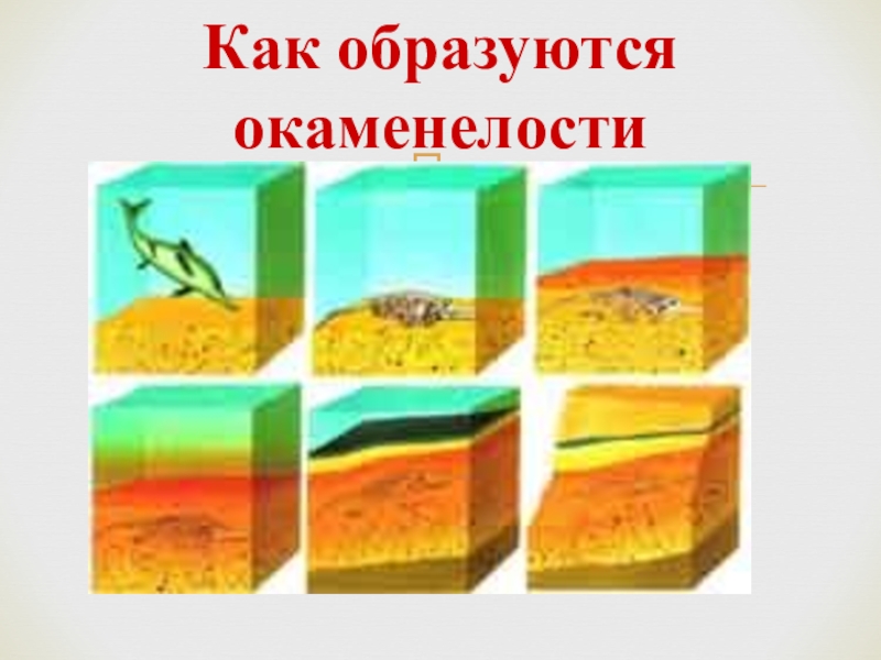 Откуда в янтаре насекомое нарисуй последовательность этапов процесса окаменелости сделай подписи