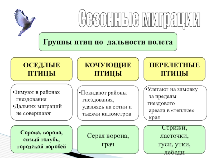 Пользуясь материалом параграфа составьте план ответа по теме сезонные изменения в жизни птиц