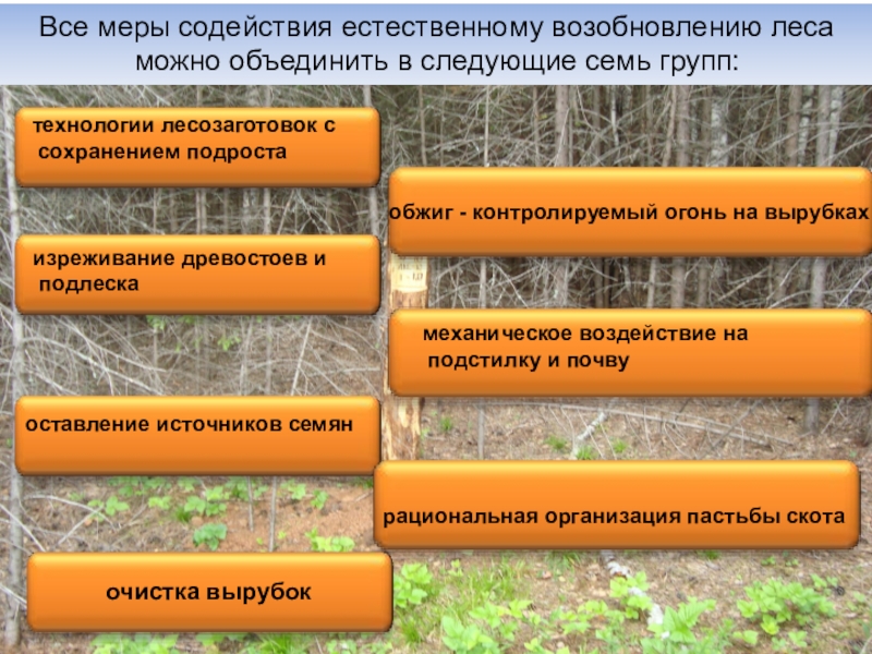 Проект мероприятий по содействию естественному лесовозобновлению