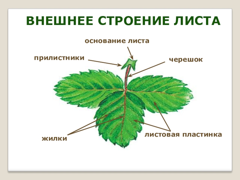 Лист биология презентация