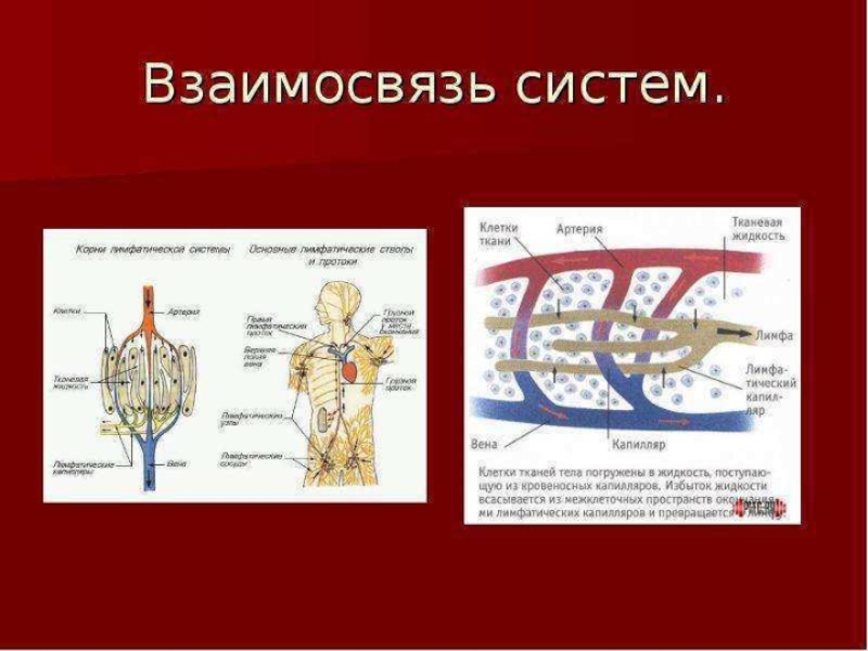 Презентация по биологии 8 класс транспортные системы организма