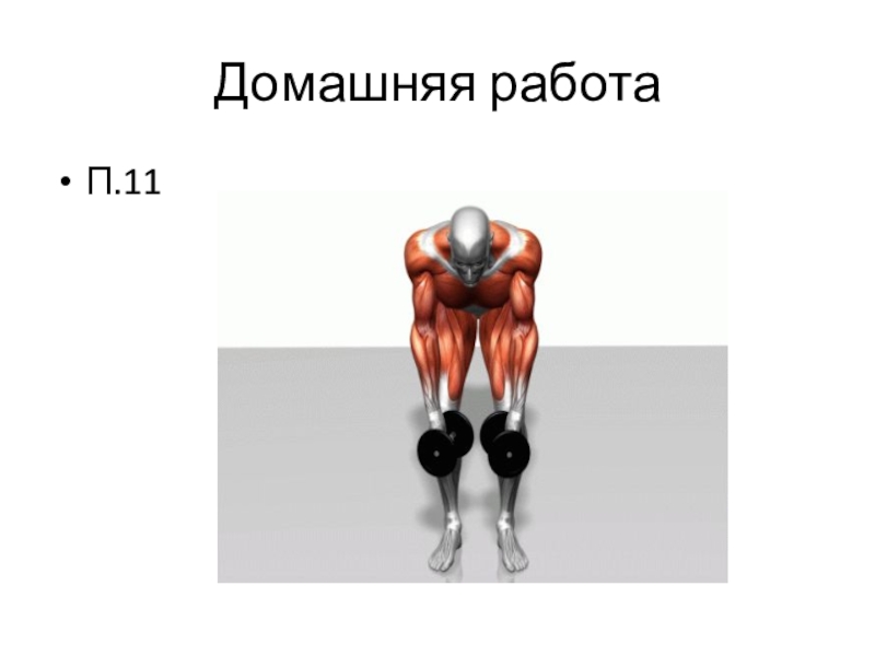 Работа мышц 9 класс. Мышцы 9 класс. Работа мышц. Исследовательская работа по биологии 9 класс мышцы.