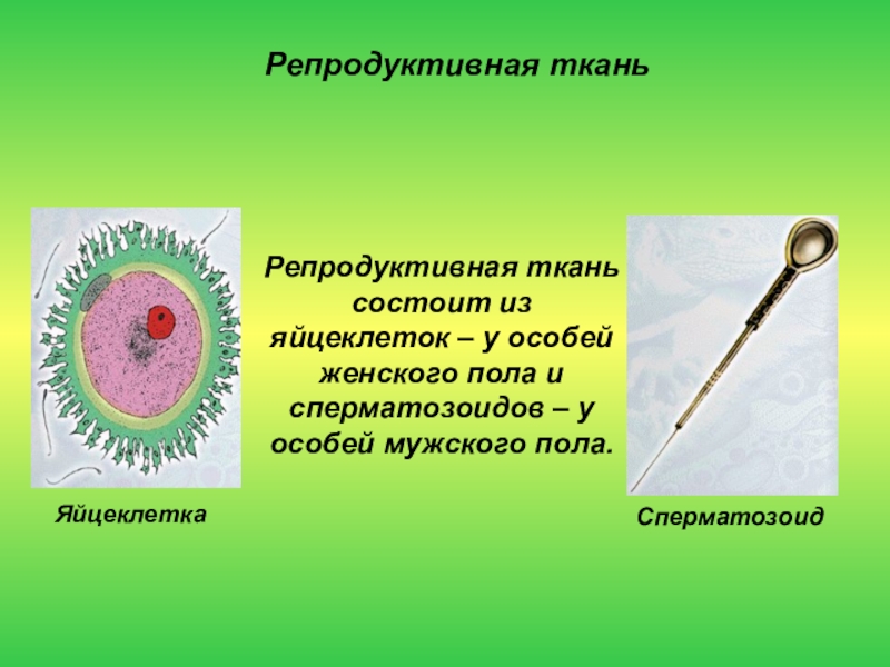 Особей женского пола. Репродуктивная ткань. Строение яйцеклетки. Репродуктивные клетки. Репродуктивная ткань функции.