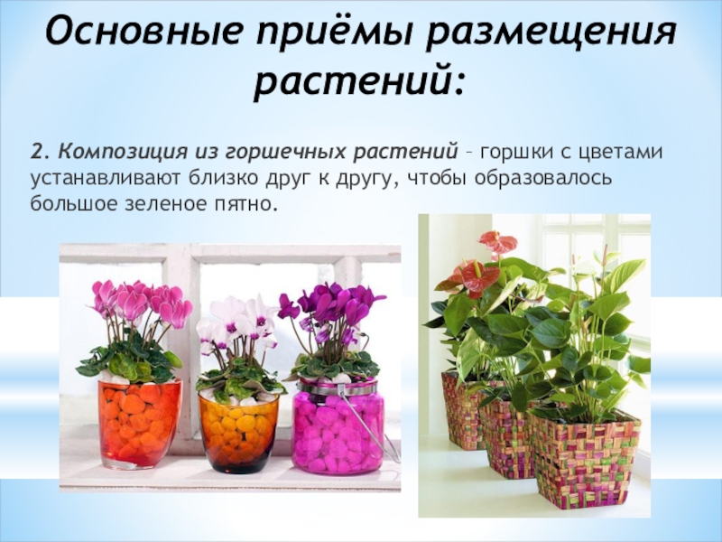 Основные приёмы размещения растений:2. Композиция из горшечных растений – горшки с цветами устанавливают близко друг к другу,