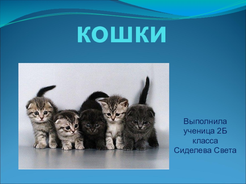 Презентация Исследовательская работа по теме Кошки