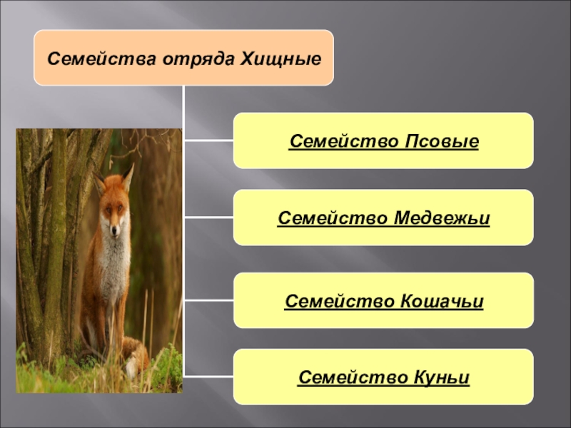 Семейство хищных презентация