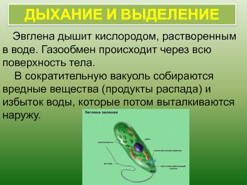 Презентация по биологии выделение