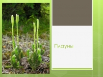 Презенация по биологии на тему: Отдел Плауновидные (6 класс)