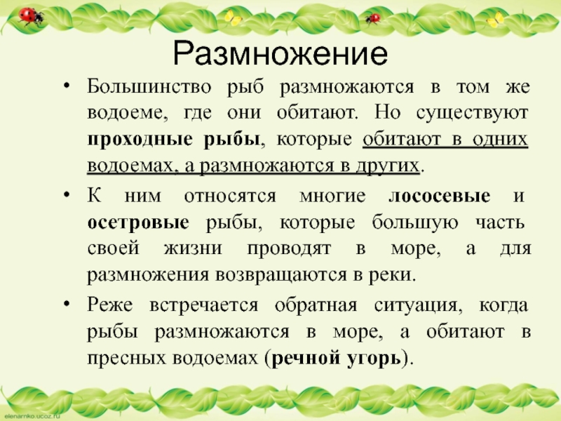 РазмножениеБольшинство рыб размножаются в том же водоеме, где они обитают. Но существуют проходные рыбы, которые обитают в