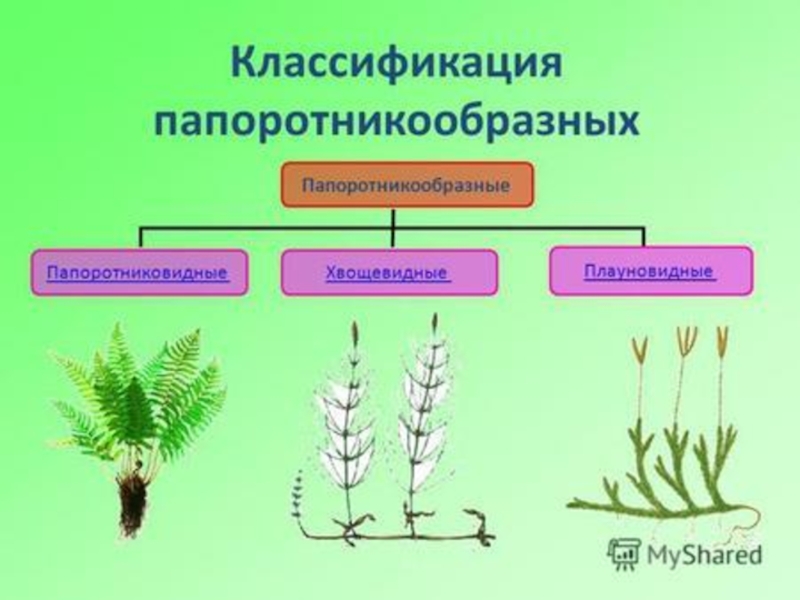 Презентация по ботанике высшие споровые растения