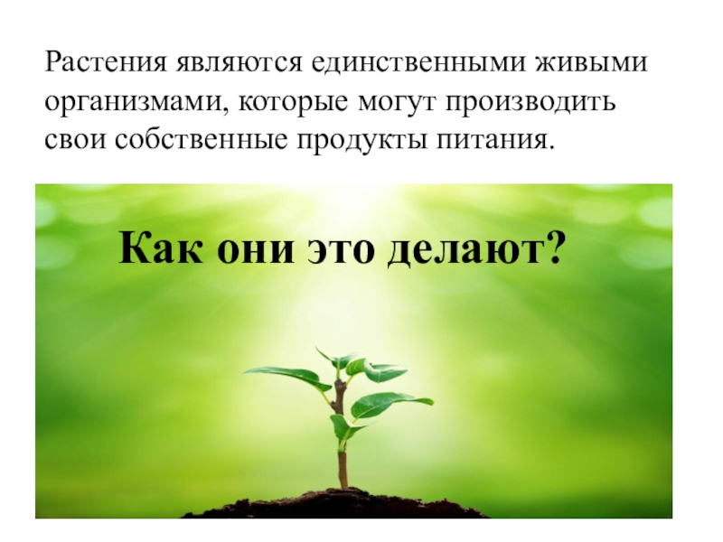 Тема урока растения. Автотрофы представители. Продовольственными растениями являются. Растения на я. Почему растения являются производителями.