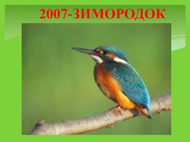 2007-ЗИМОРОДОК