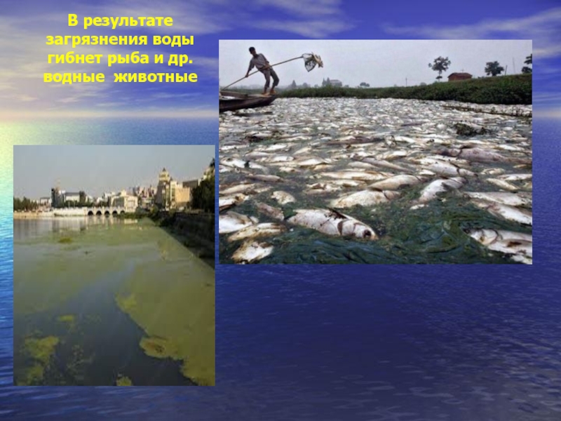 В результате загрязнения воды гибнет рыба и др. водные животные