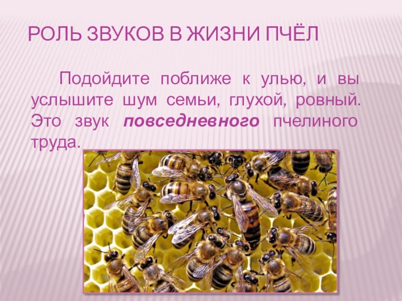 Жизнь пчел рабочих. Жизнь пчел. Пчелиная семья. Жизнь пчелиной семьи. Продолжение жизни пчелы.