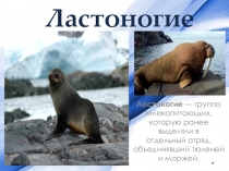 Презентация по биологии на тему: Отряд Ластоногие (7 класс)