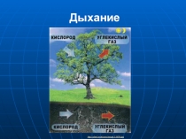 Презентация по биологии на тему Почвенное питание растений (6 класс)