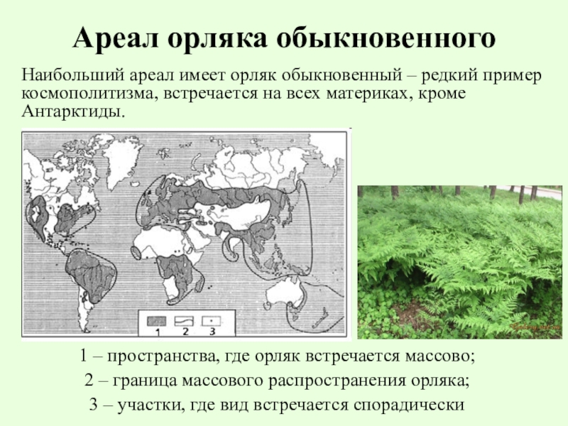 Ареалы высокой и низкой плотности