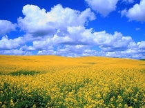 Презентация по биологии 5 класс на темуЭкологические факторы