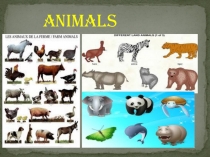 Презентация по англискому языку на тему About animals