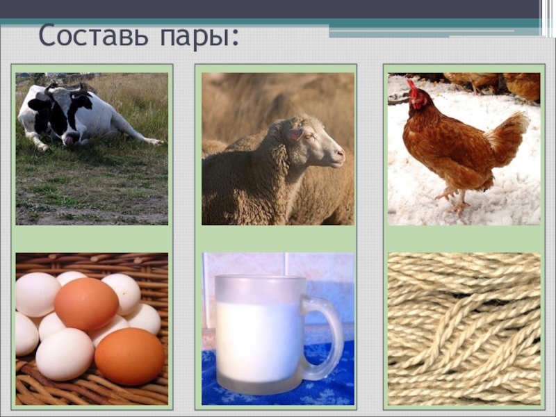 Как с помощью модели показать. Домашние животные окружающий мир. Пары диких и домашних животных. Домашние животные 2 класс окружающий мир. Модель домашние животные для человека.