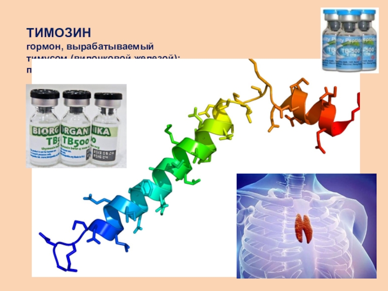 Гормоны тимуса презентация