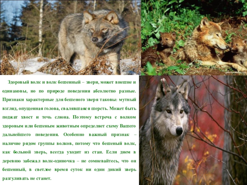 Как вести себя дикими животными. Поведение волка. Встреча с волком в лесу. Поведение диких животных.