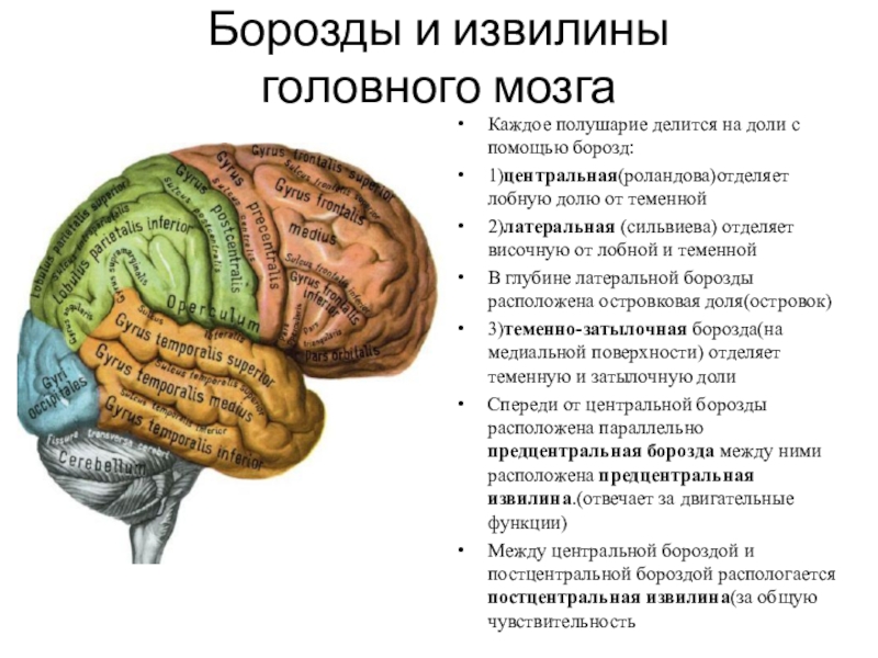 Конечный мозг рисунок