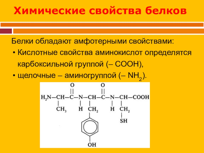 Белок формула. Формула белка химия. Примеры белков формулы. Формула белка биология. Белки обладают свойствами кислот.