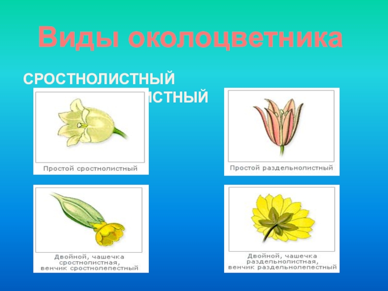 Составляющее околоцветника. Раздельнолистный околоцветник. Сростнолистный венчик. Чашечка раздельнолистная и сростнолистная. Чашечка цветка сростнолистная и раздельнолистная.