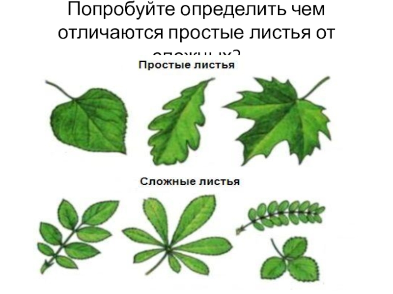 Простые листья картинки