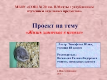 Жизнь хомячков в неволе